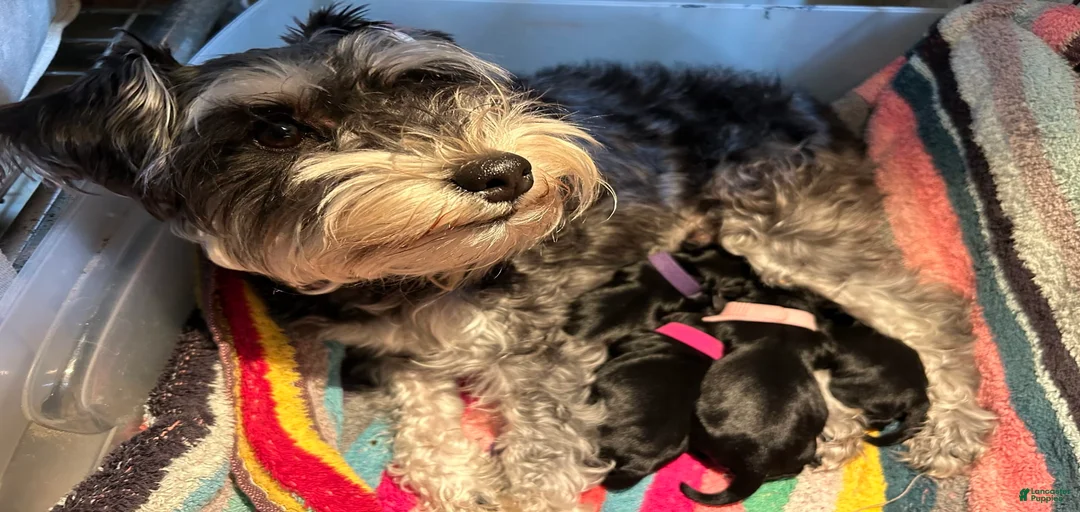 Gallery Image {{count}}