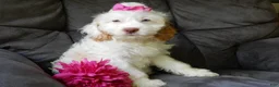 Cockapoo dogs for sale: Maci - Ad 3
