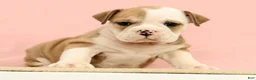 English Bulldog dogs for sale: Jenny - Ad 4