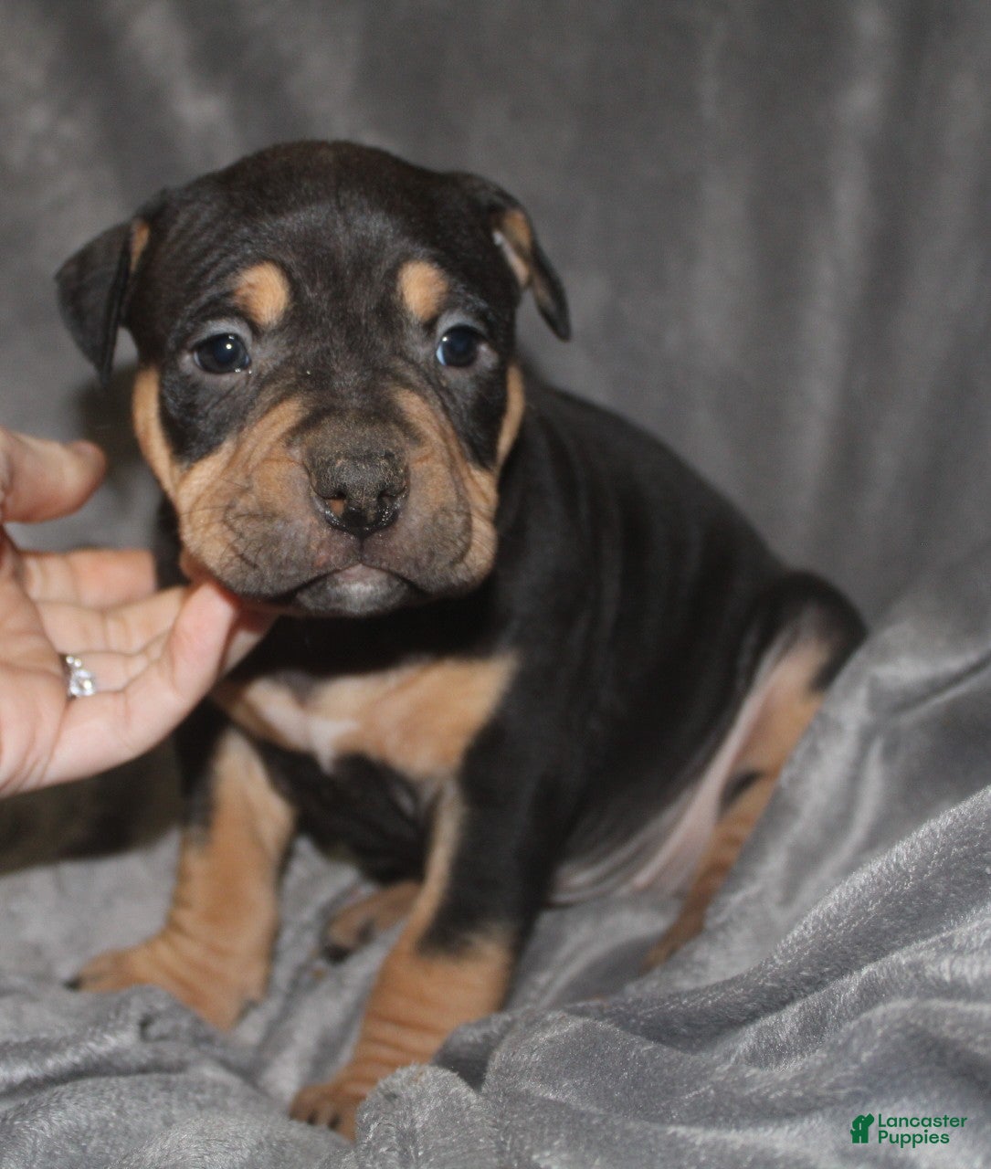 American Bully dogs Sass - Ad 2