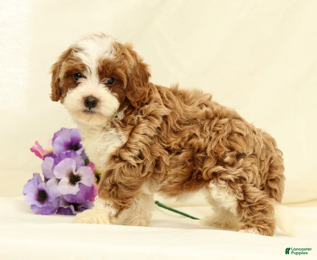 Cavapoo dogs for sale: Emerald - Ad 2