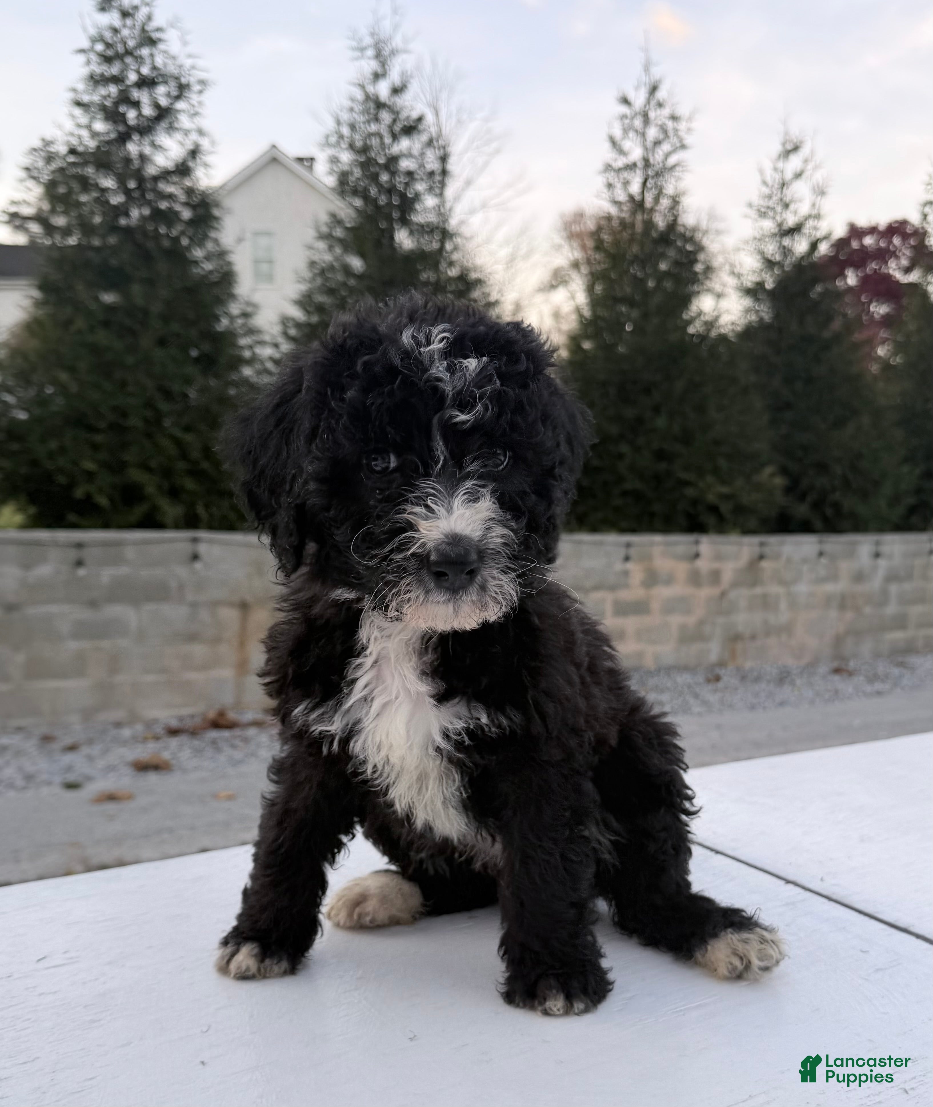 Bernedoodle dogs Maple - Ad 22