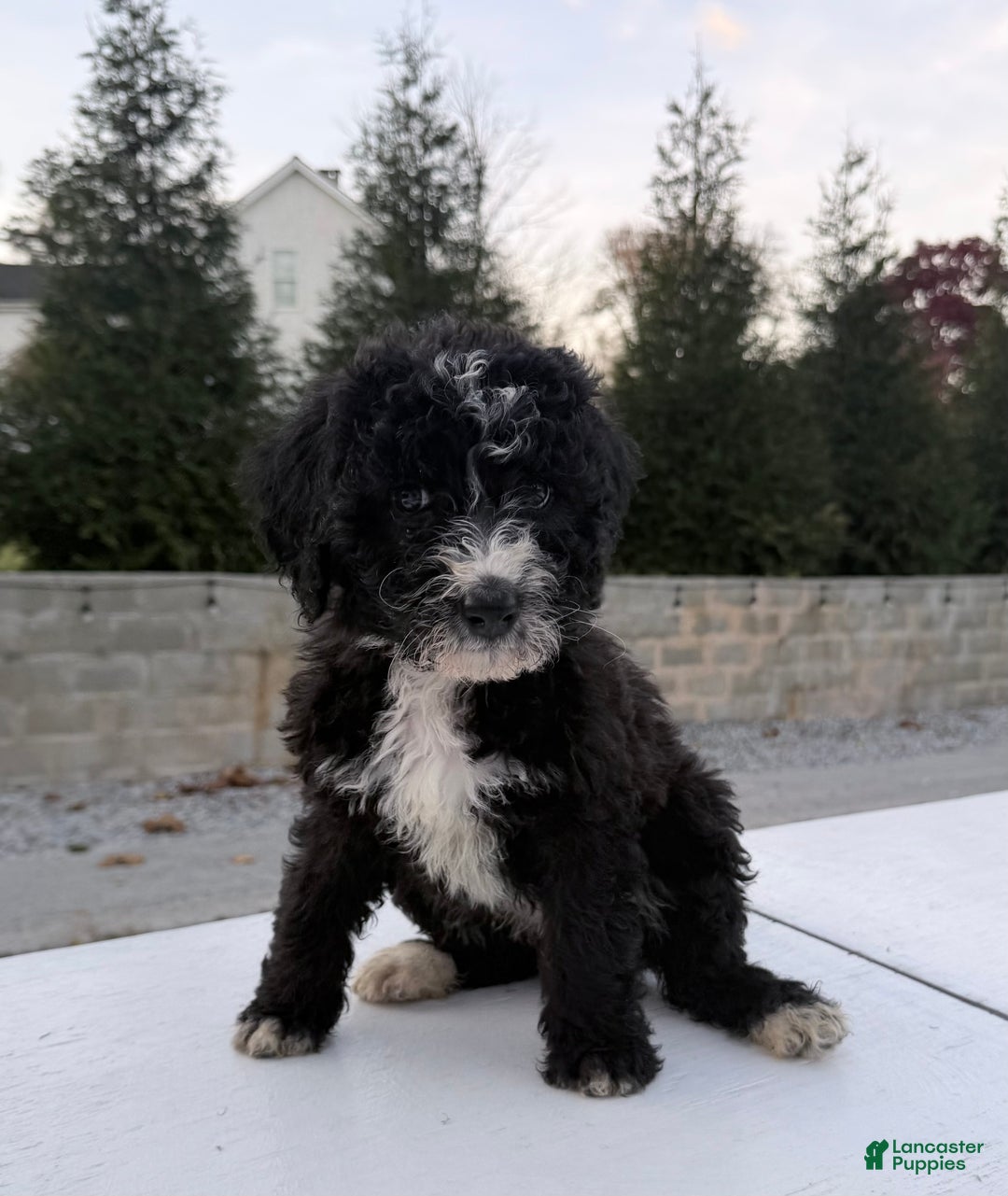 Bernedoodle dogs for sale: Maple - Ad 1