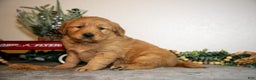 Golden Retriever dogs for sale: Faye - Ad 3