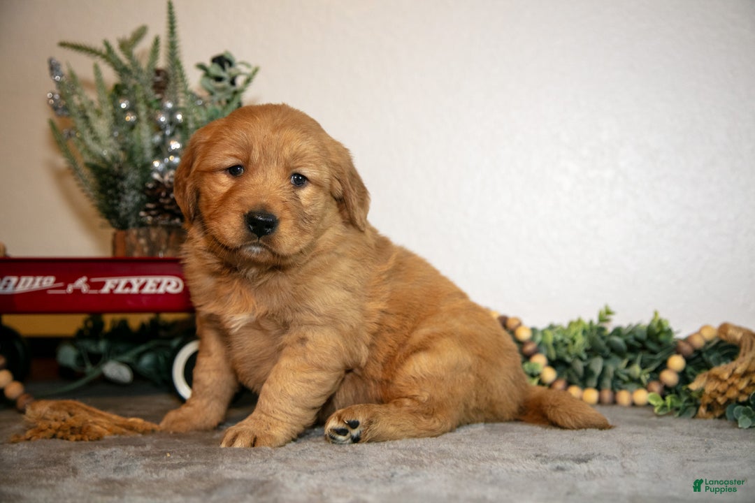 Golden Retriever dogs for sale: Faye - Ad 3