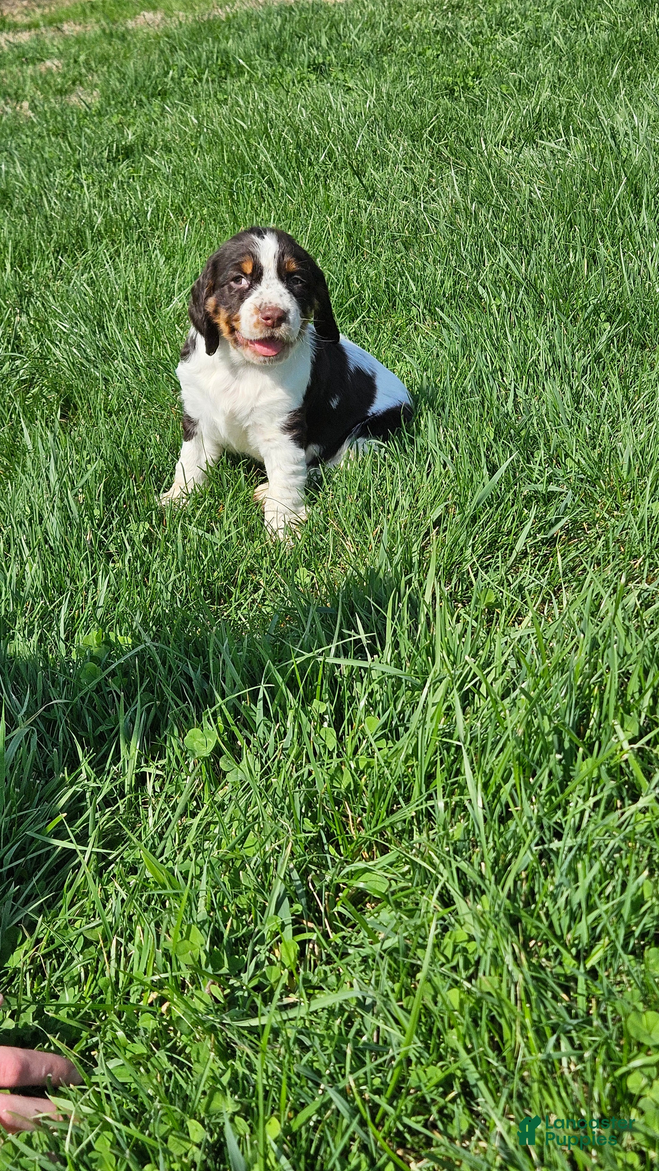 English Springer Spaniel dogs for sale: Jenni - Ad 3