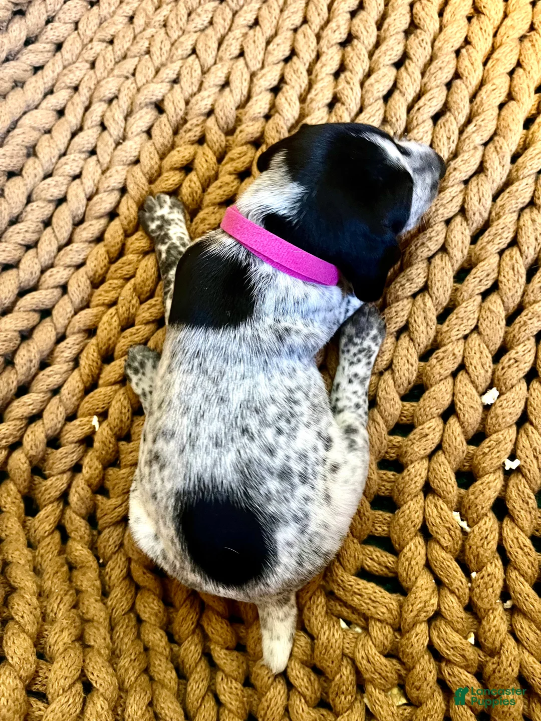 German Shorthaired Pointer dogs for sale: German Shorthaired Pointer Puppy 3 - Ad 2