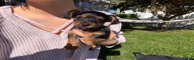 Dorkie 2