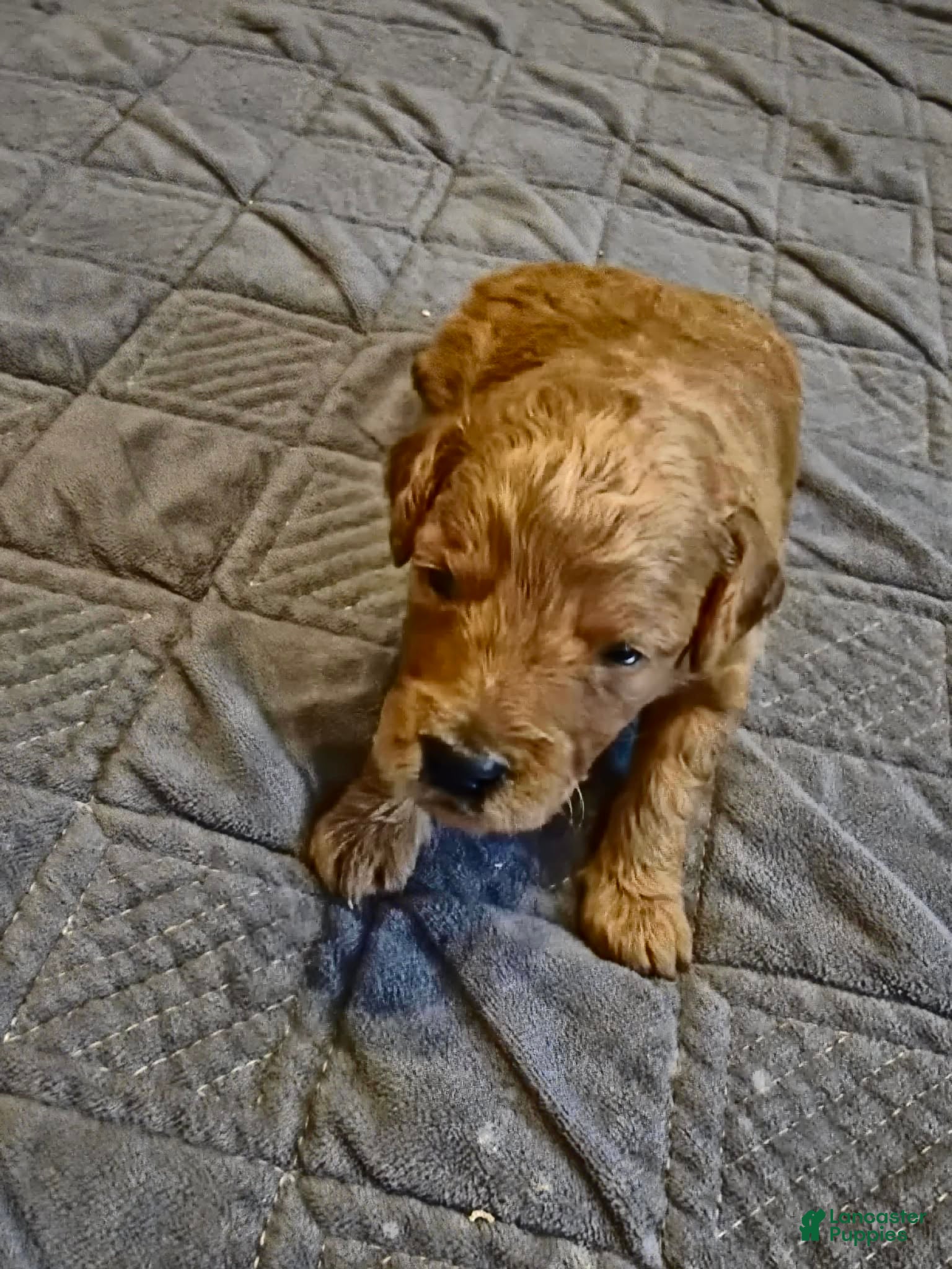 Mini Goldendoodle dogs lucy - Ad 1