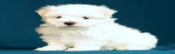 Maltese dogs for sale: Amber - Ad 5