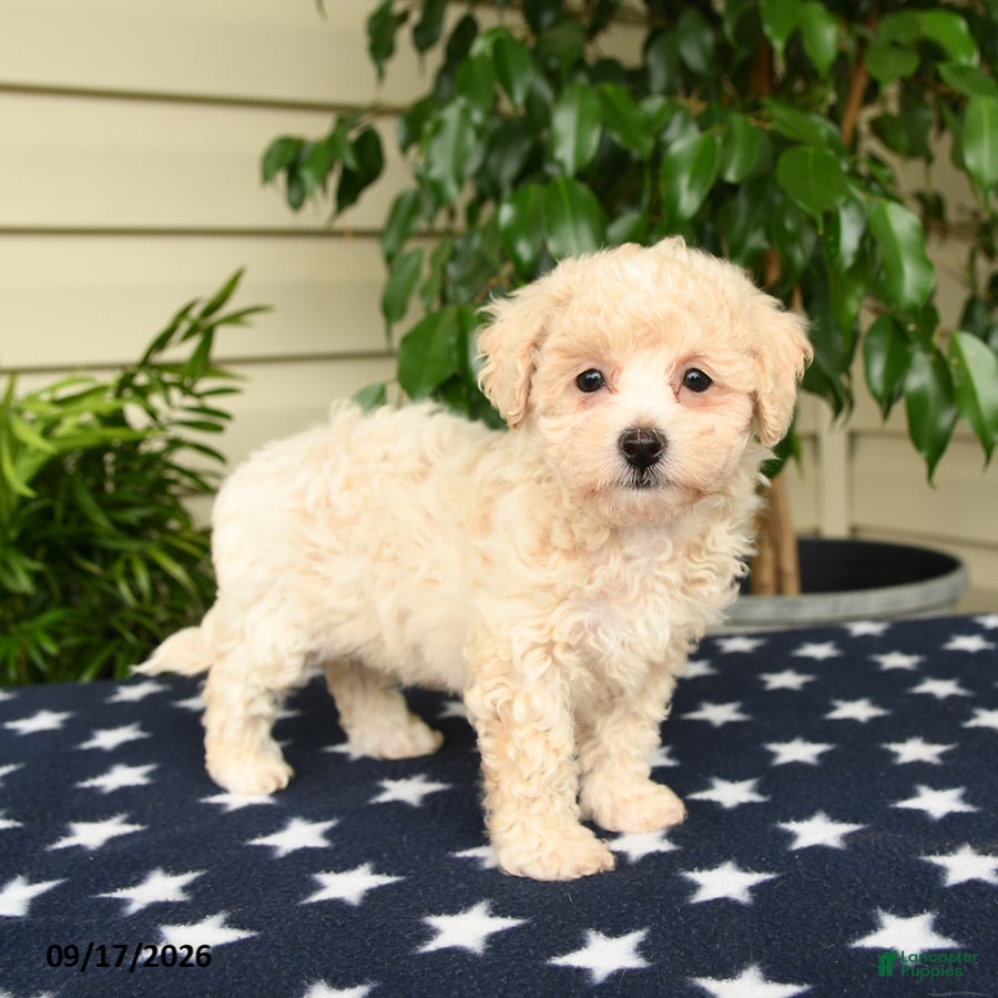 Bichpoo dogs Jubilee - Ad 1