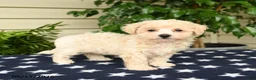 Bichpoo dogs for sale: Jubilee - Ad 1