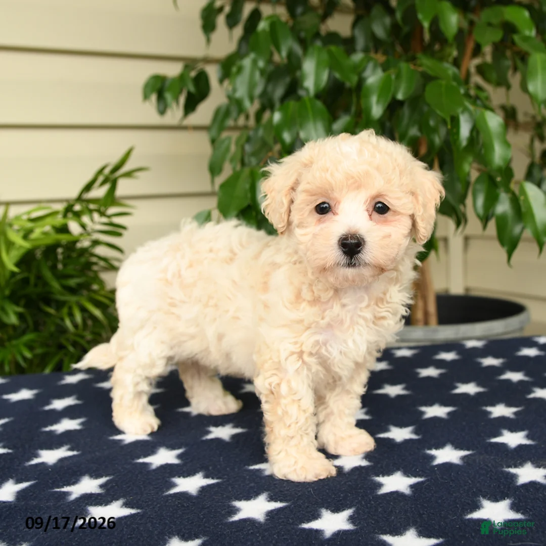 Bichpoo dogs for sale: Jubilee - Ad 1