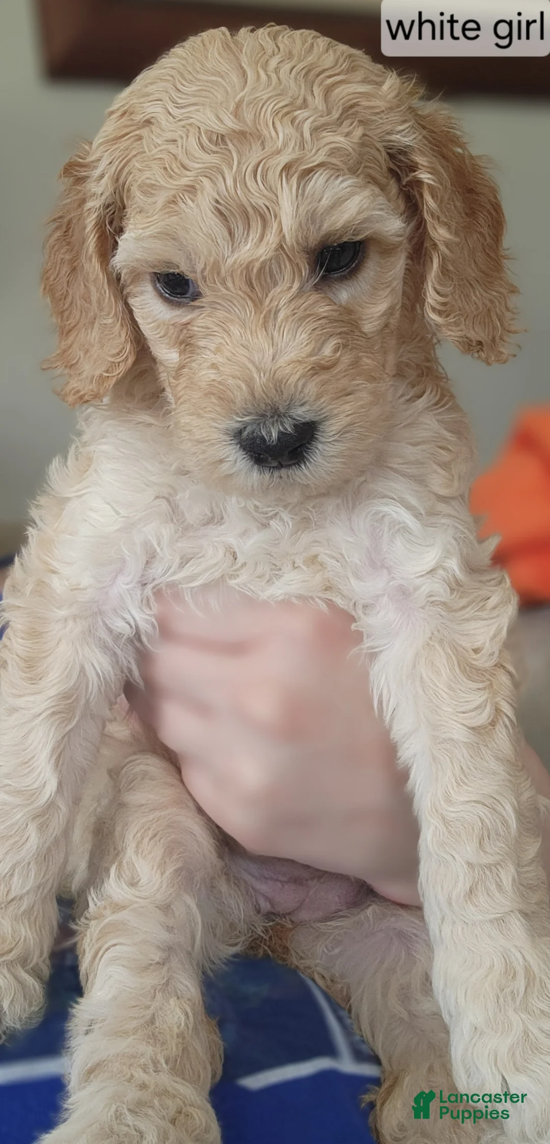 Goldendoodle dogs for sale: Goldendoodle Puppy red boy - Ad 4
