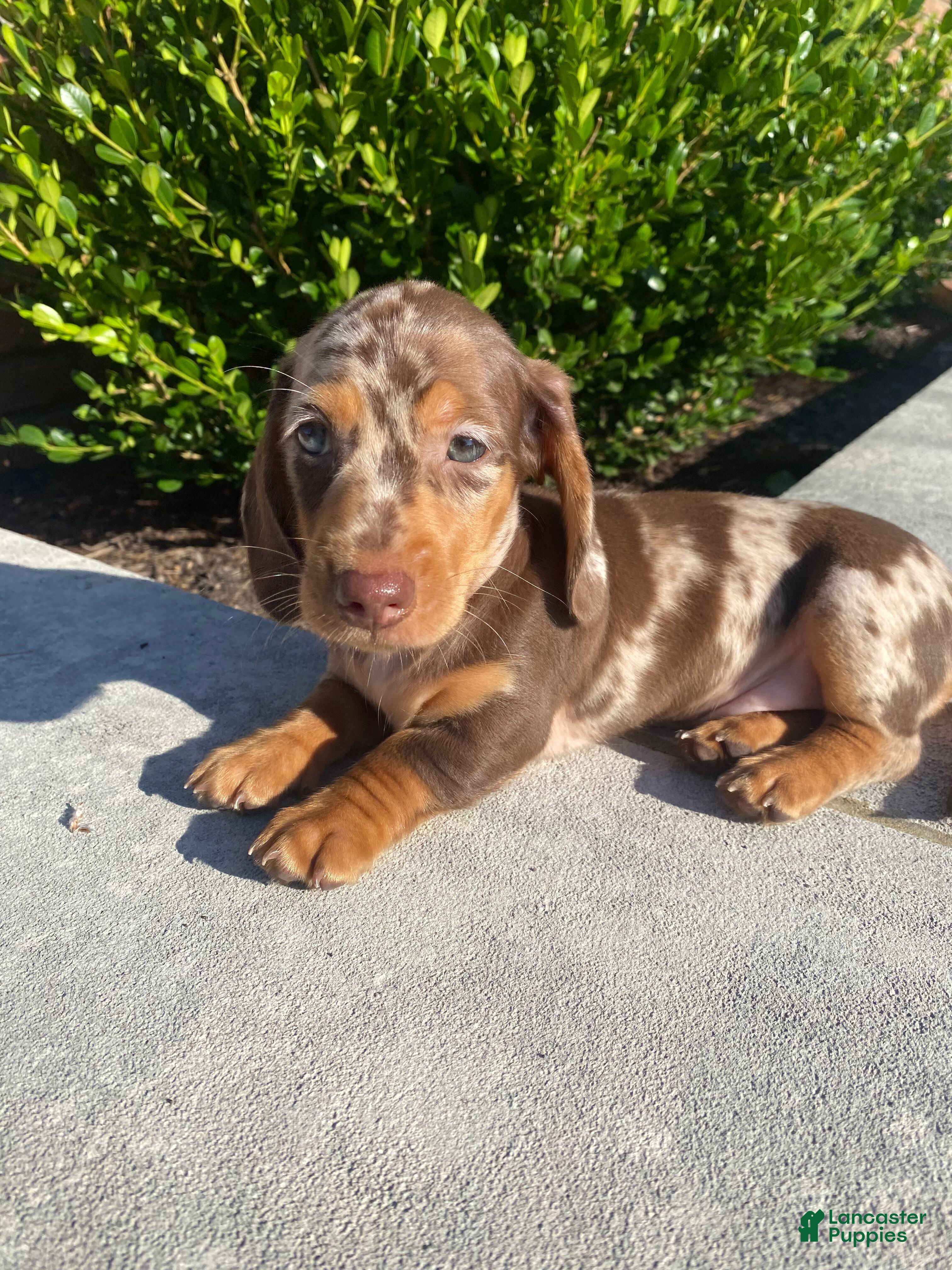 Miniature Dachshund dogs Brody - Ad 1