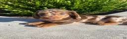 Miniature Dachshund dogs for sale: Brody - Ad 1
