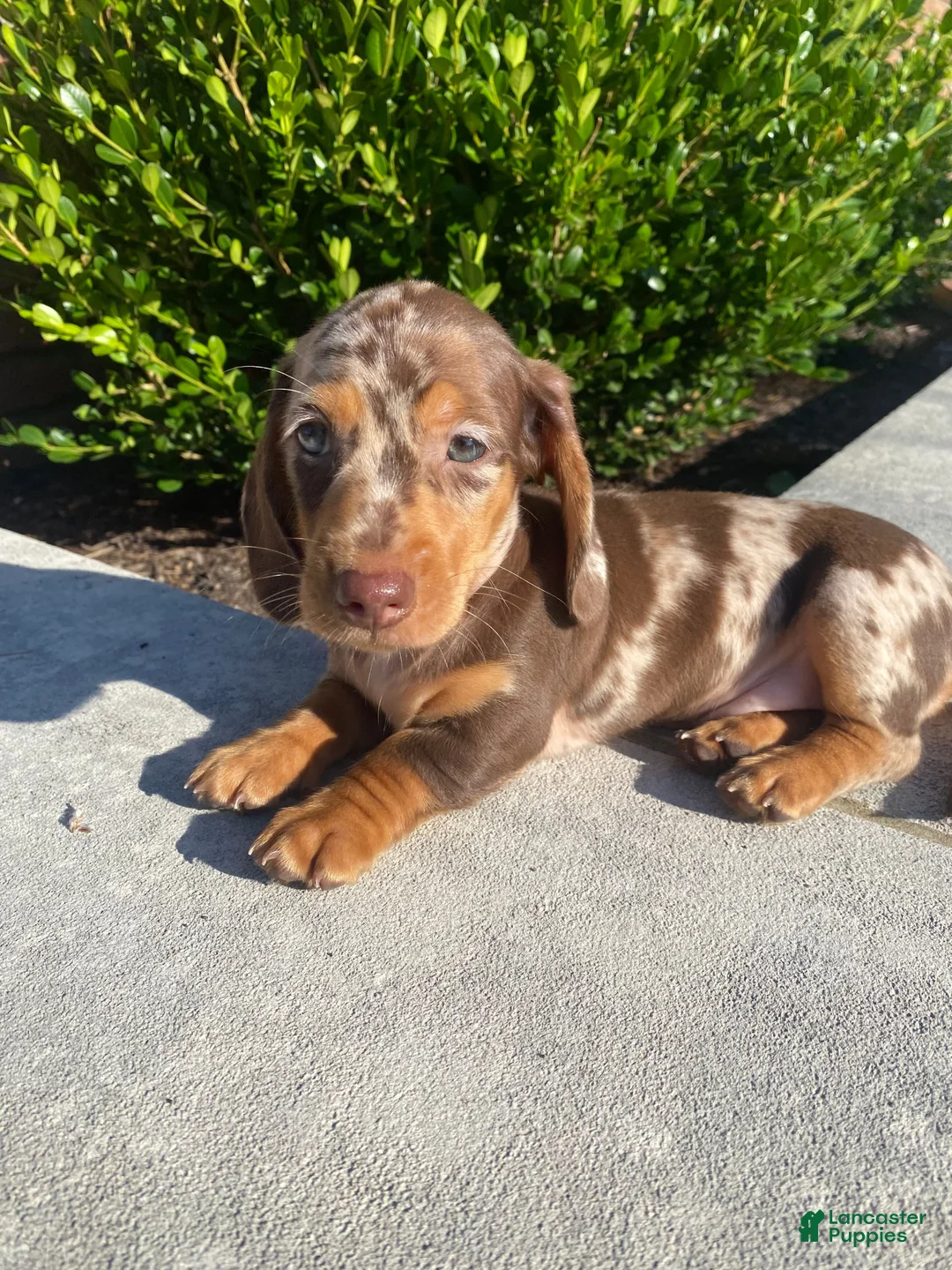 Miniature Dachshund dogs for sale: Brody - Ad 1