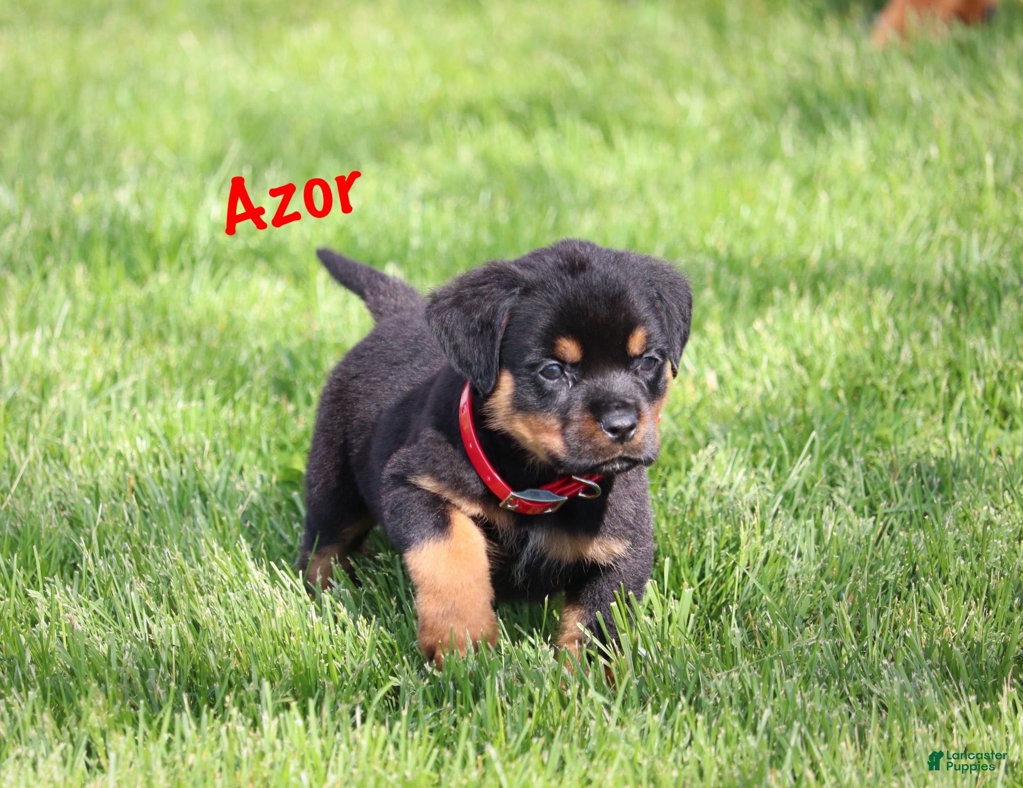 Rottweiler dogs Azor  - Ad 1