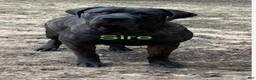 Cane Corso dogs for sale: Prima  - Ad 2