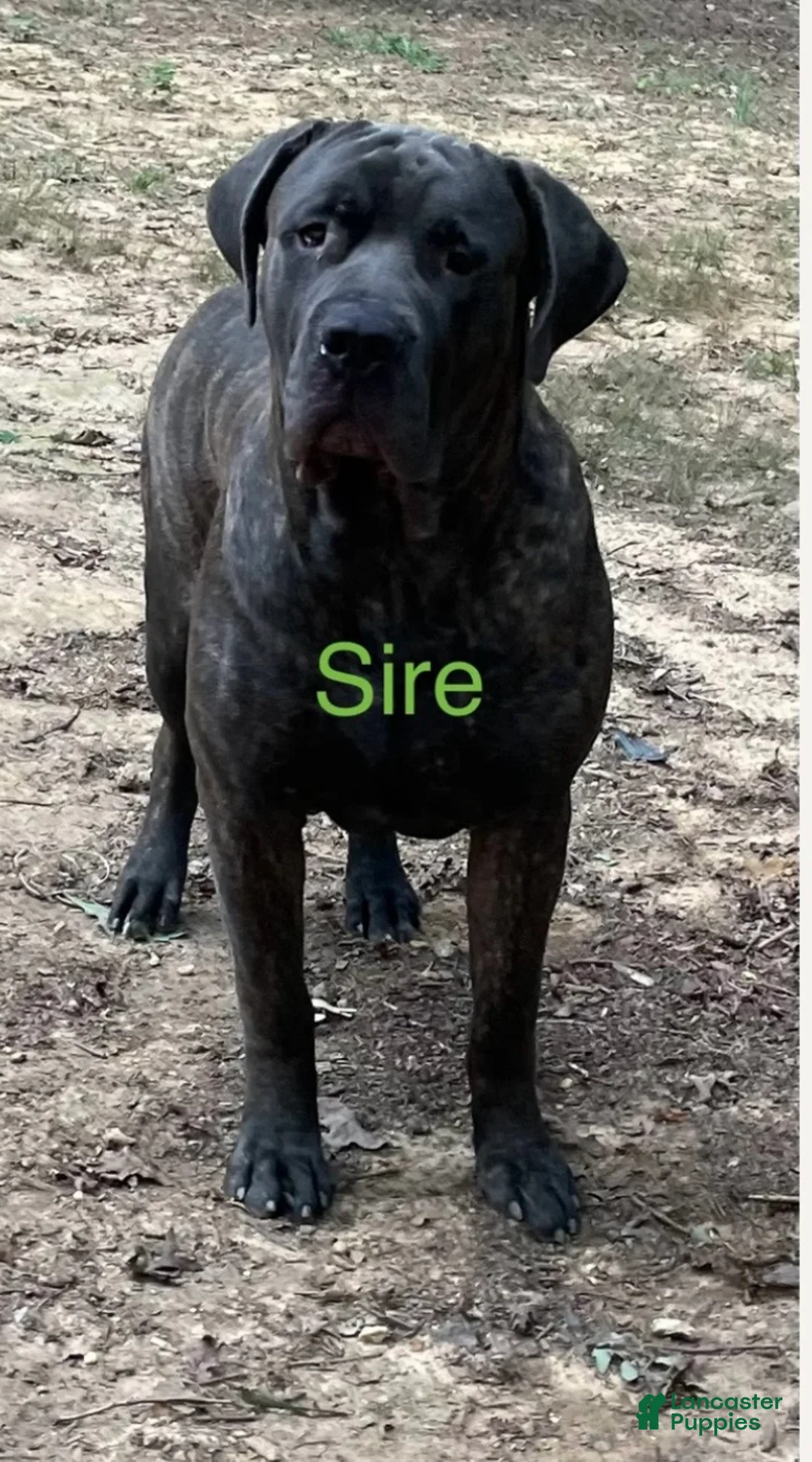 Cane Corso dogs for sale: Prima  - Ad 2