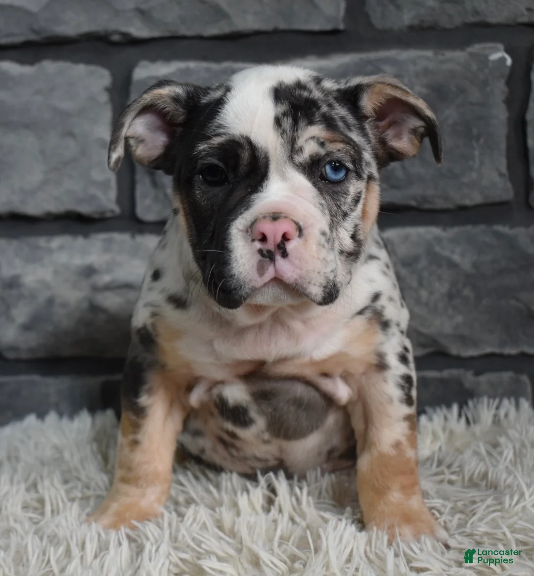 Mixed Breed dogs for sale:  Bonnie - Ad 6