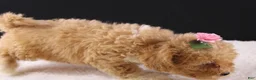 Shihpoo dogs for sale: Piper - Ad 8