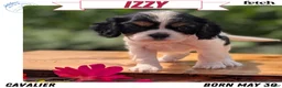 Cavalier King Charles Spaniel dogs for sale: Izzy - Ad 1