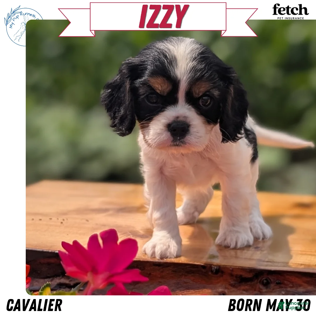 Cavalier King Charles Spaniel dogs for sale: Izzy - Ad 1