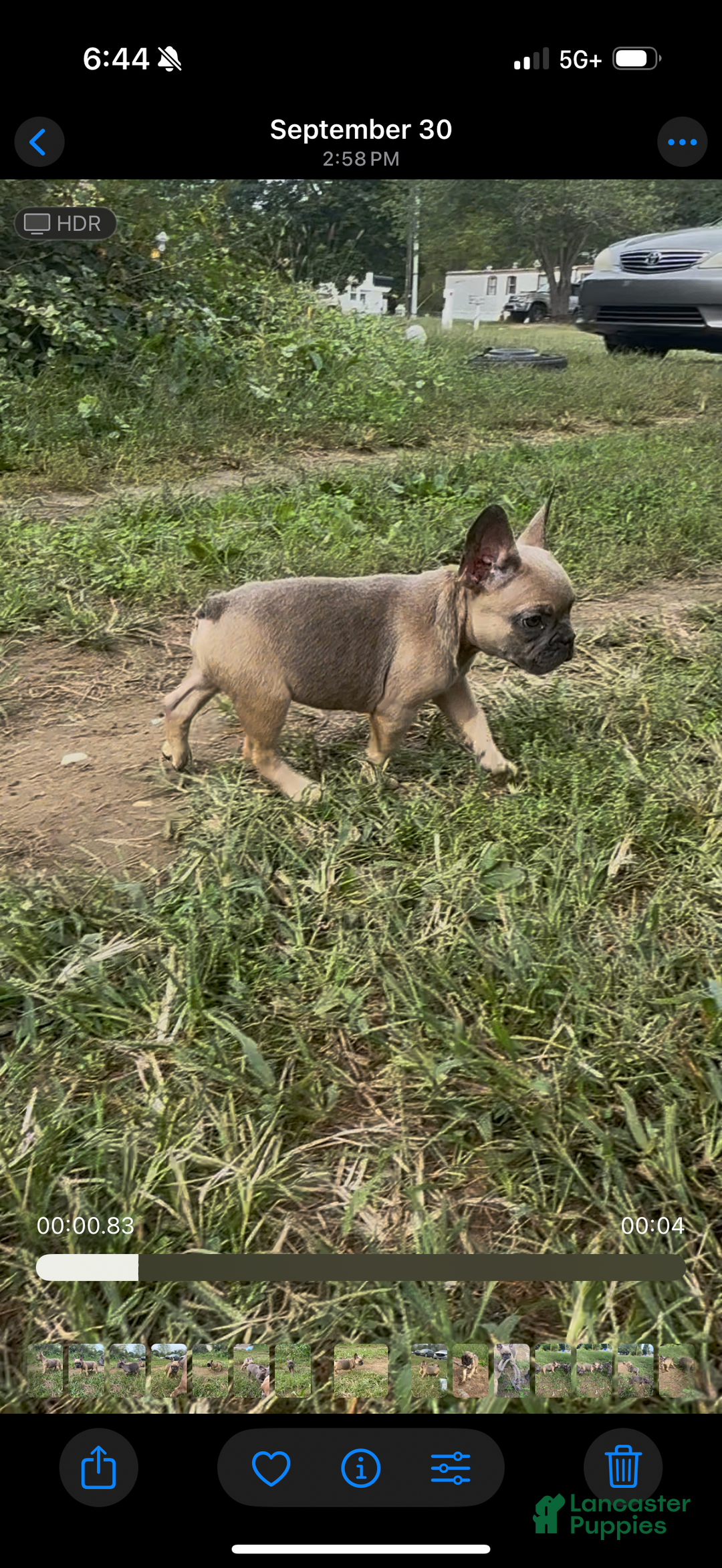 French Bulldog dogs for sale: French Bulldog Puppy 2 - Ad 2