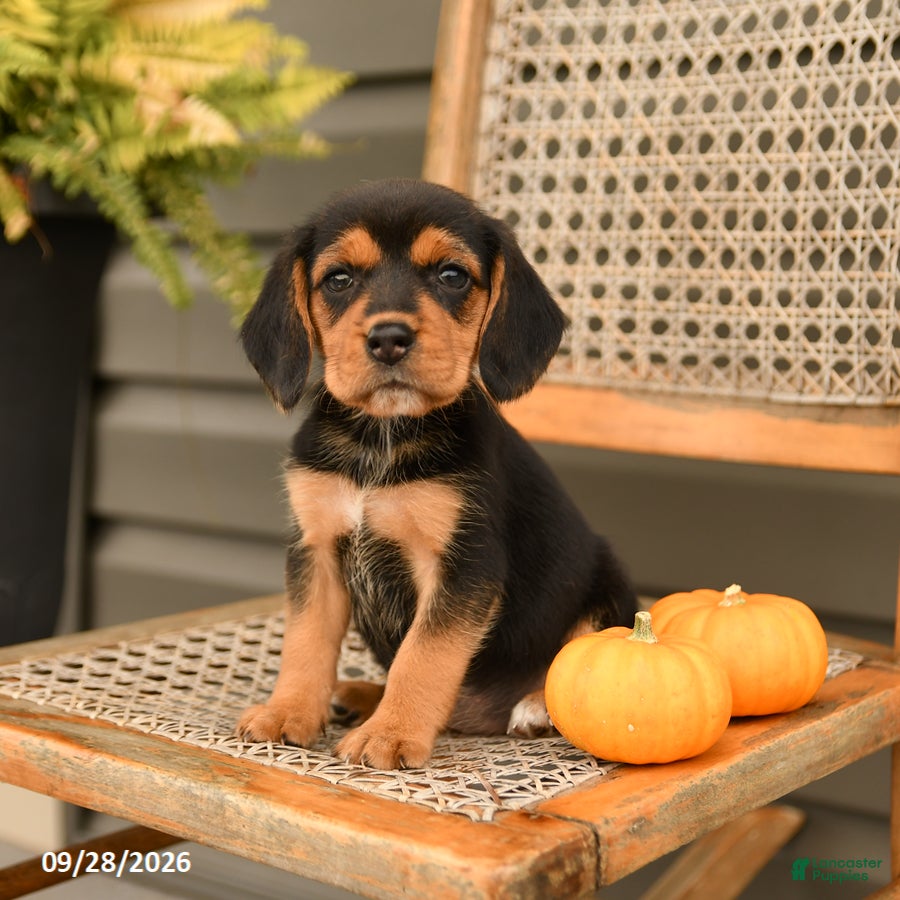 Beagle dogs Brinley - Ad 2