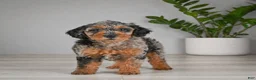 Miniature Poodle dogs for sale: mark - Ad 3