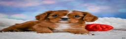 Cavalier King Charles Spaniel dogs for sale: Cabby - Ad 5