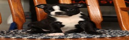 Boston Terrier dogs for sale: Amy - Ad 7