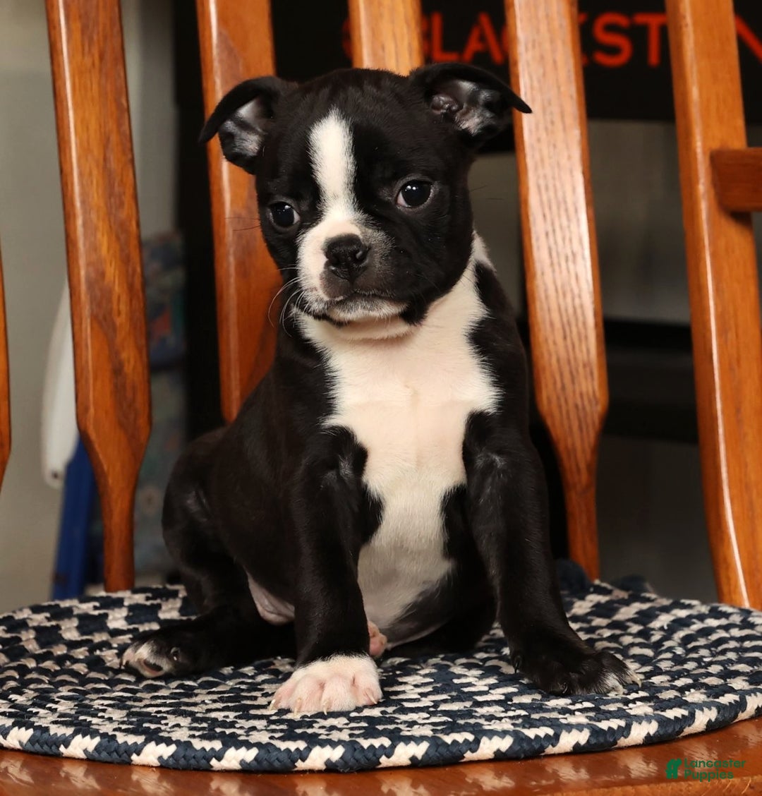 Boston Terrier dogs for sale: Amy - Ad 7