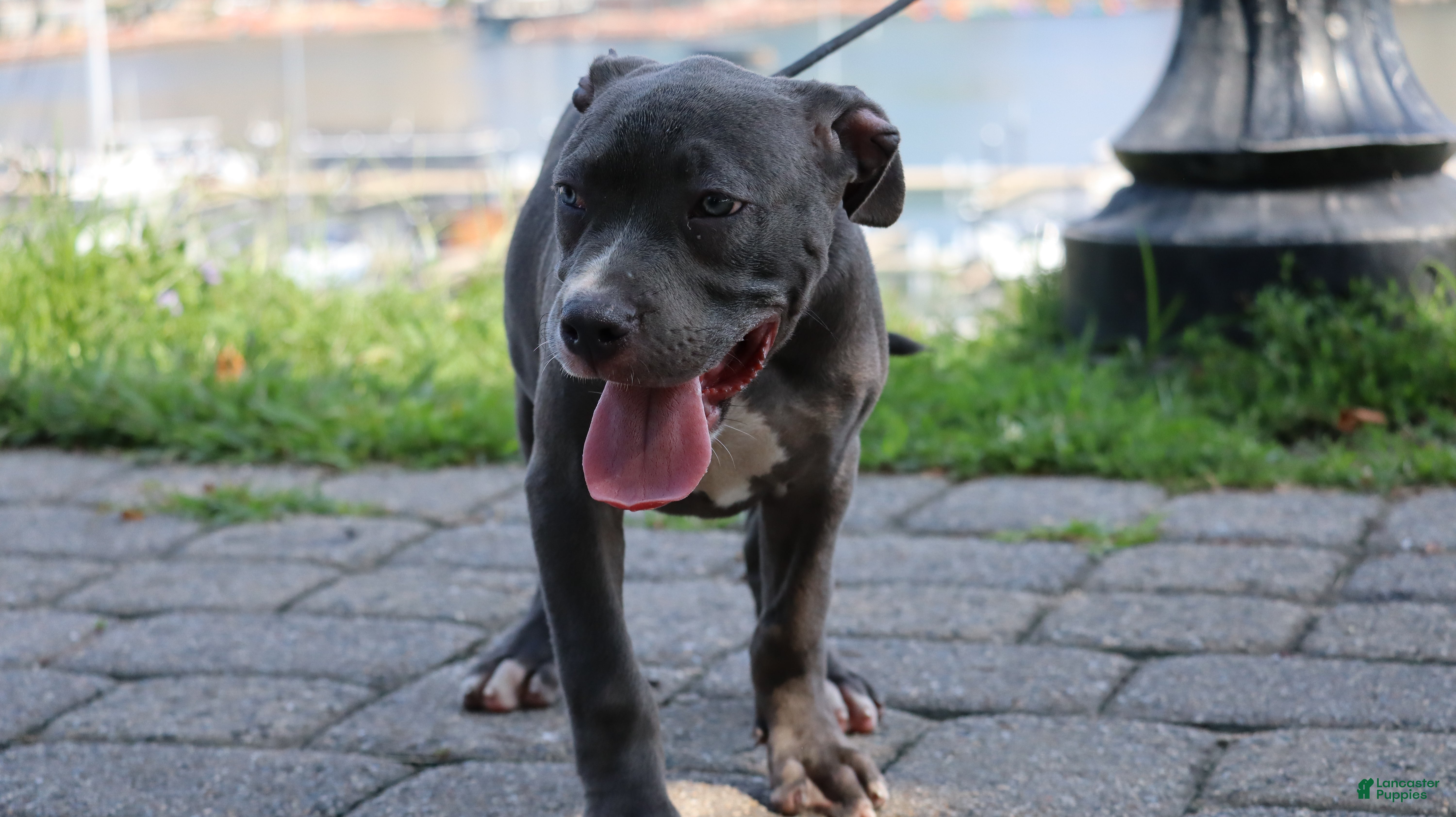American Bully dogs Venus - Ad 2