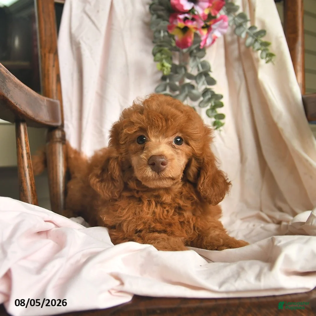 Miniature Poodle dogs for sale: Joey  - Ad 3
