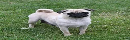 Pug dogs for sale: Bingo - Ad 6