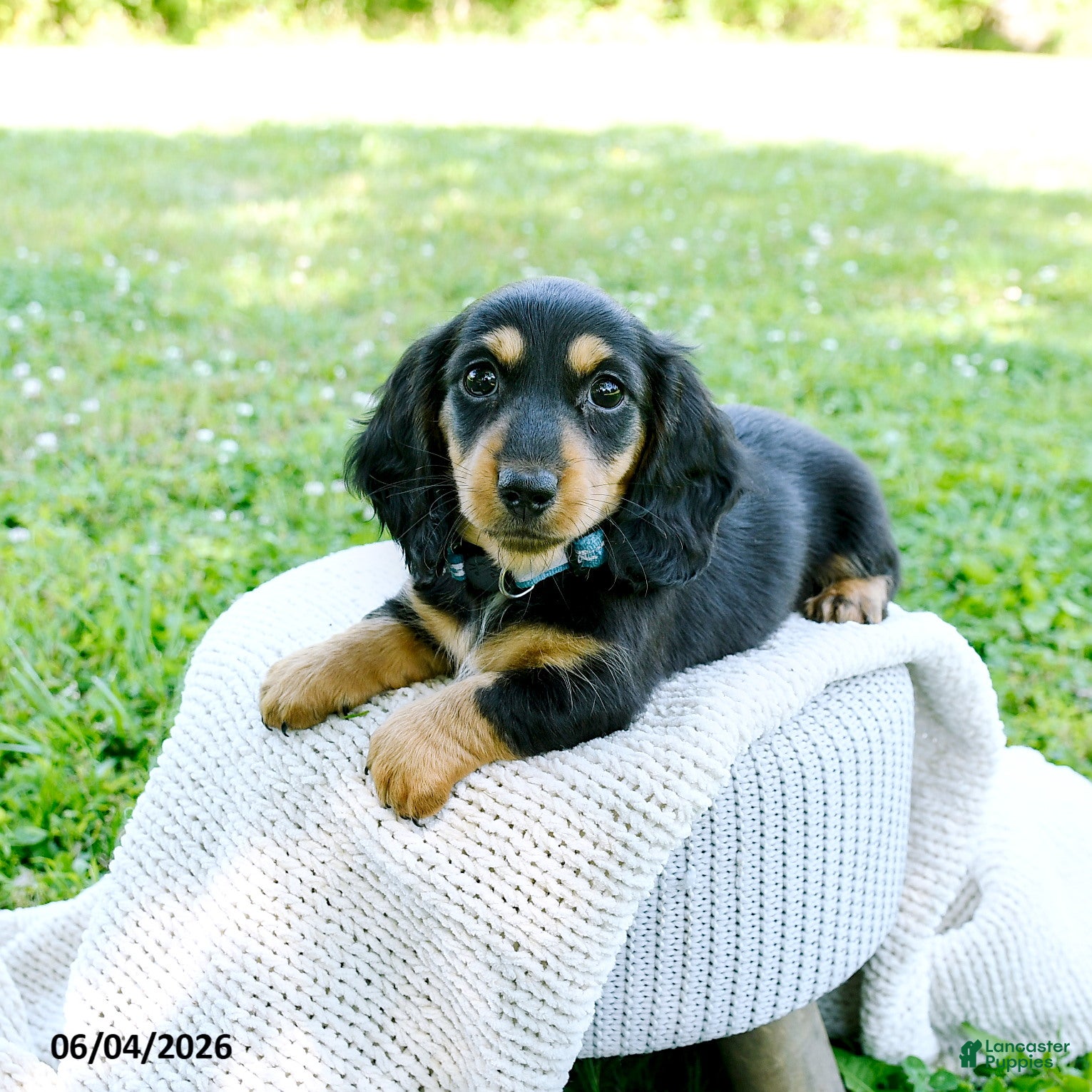Miniature Dachshund dogs for sale: Darcy - Ad 3