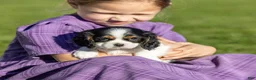 Cavalier King Charles Spaniel dogs for sale: Dolly - Ad 3