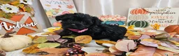 Yorkiepoo dogs for sale: Arianna Kay - Ad 2