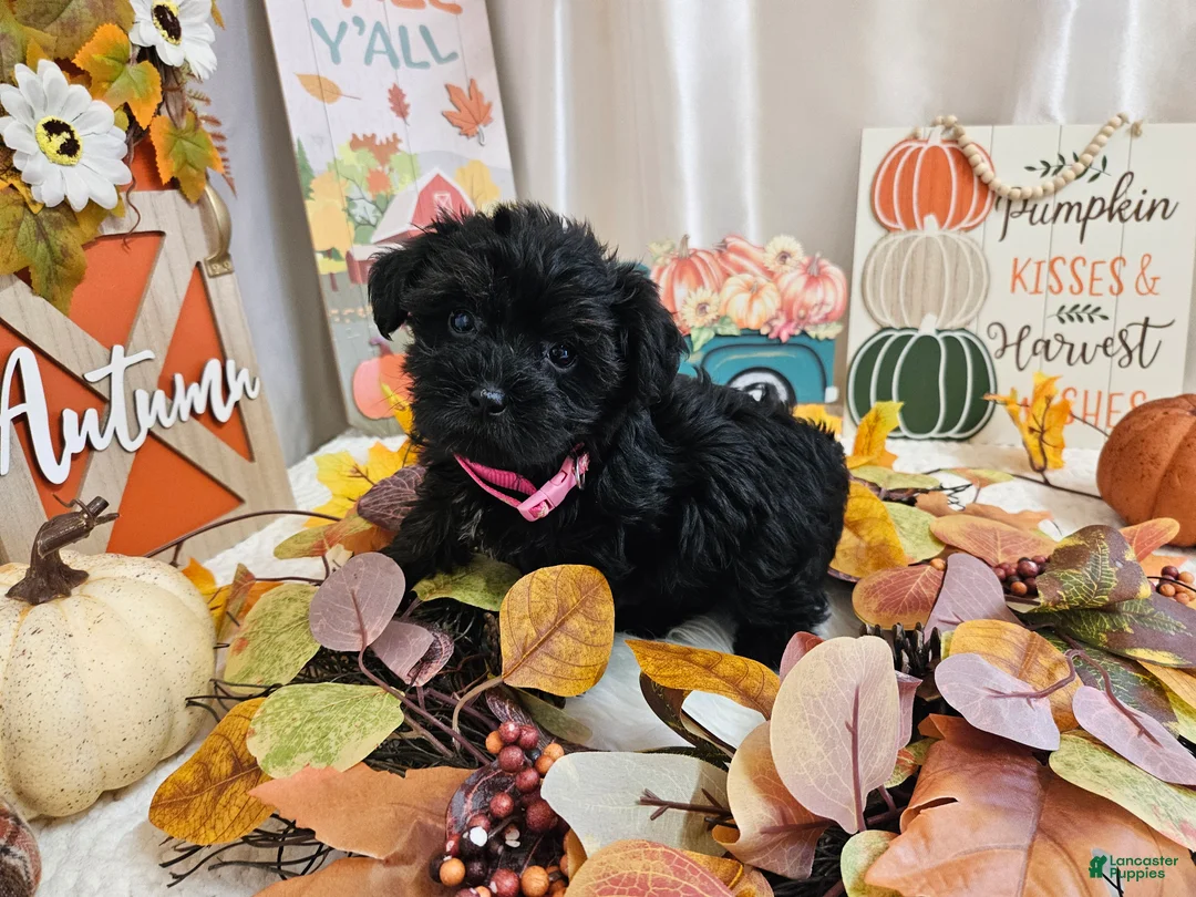 Yorkiepoo dogs for sale: Arianna Kay - Ad 2