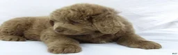 Newfoundland dogs for sale: Newfoundland Puppy 5 - Ad 4