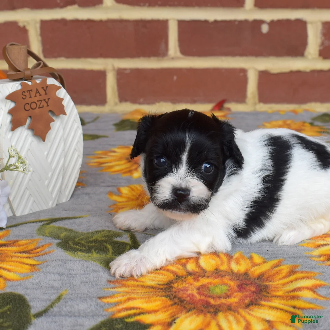 Cavachon dogs for sale: Barnaby - Ad 2