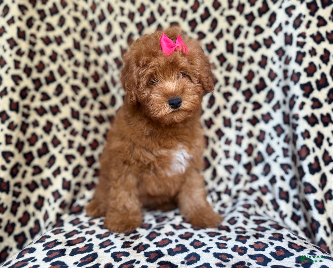 Mini Aussiedoodle dogs for sale: Jade - Ad 8