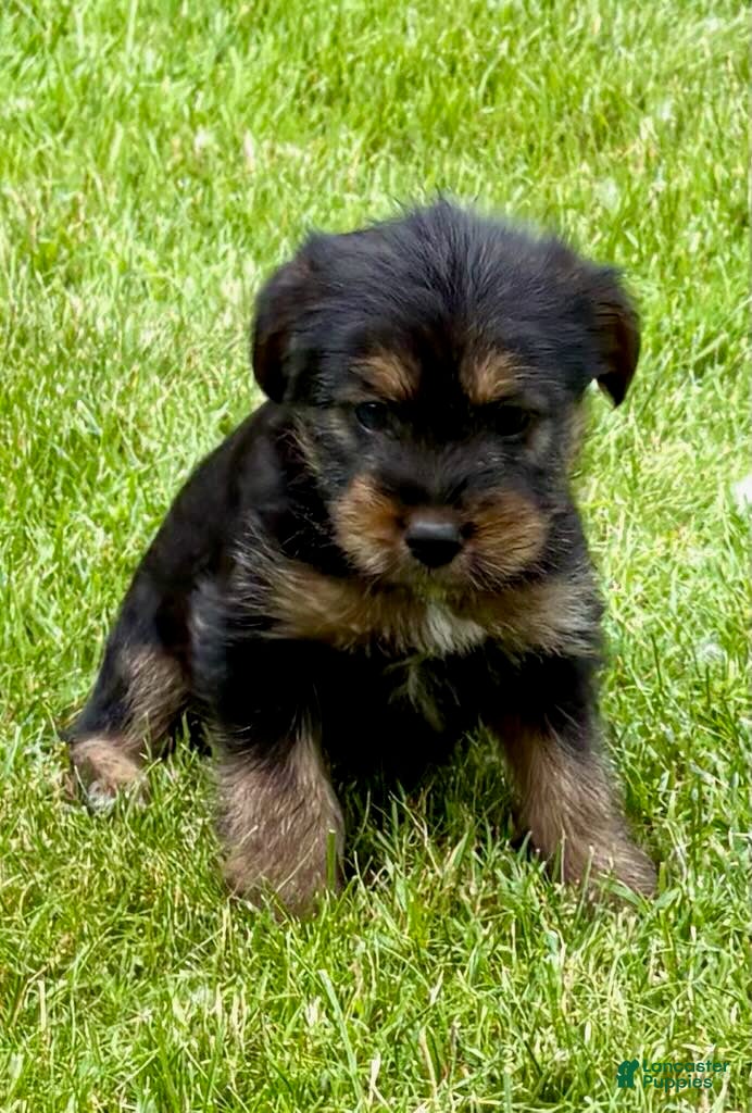 Yorkshire Terrier dogs Yorkshire Terrier Poppy - Ad 2