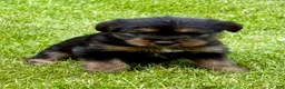 Yorkshire Terrier dogs for sale: Yorkshire Terrier Poppy - Ad 2