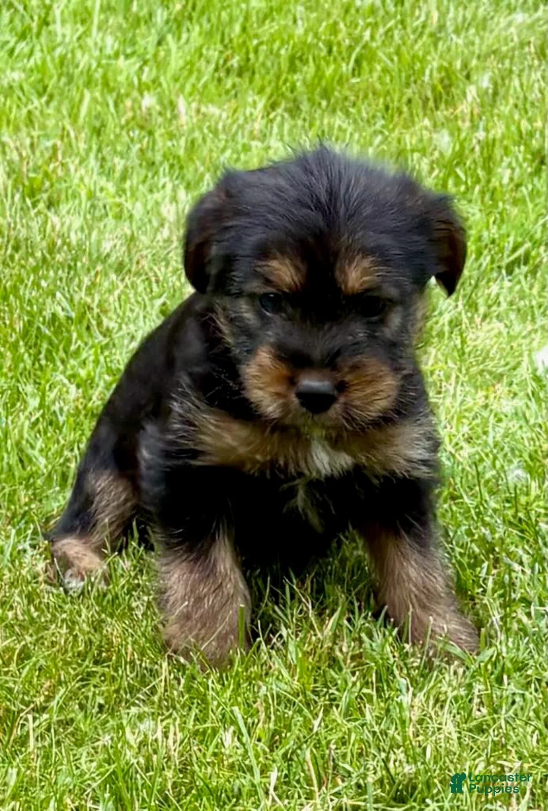 Yorkshire Terrier dogs for sale: Yorkshire Terrier Poppy - Ad 2