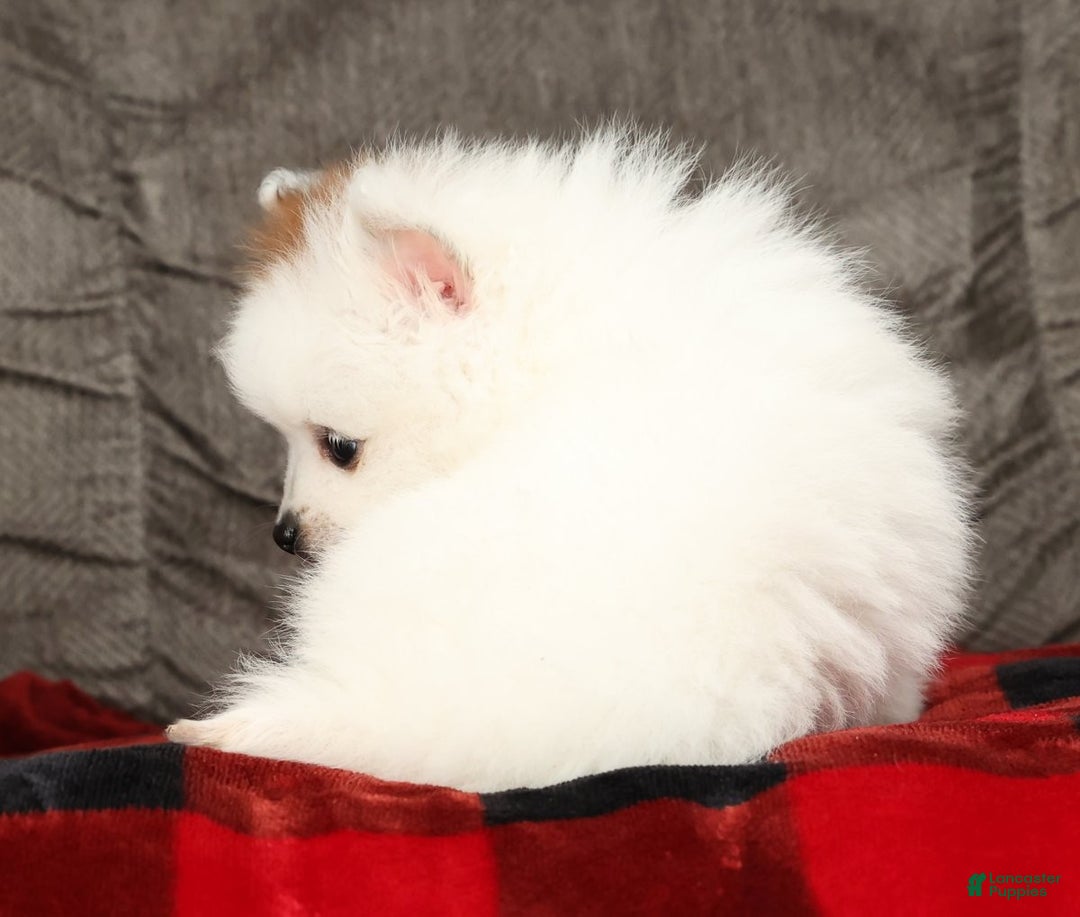 Pomeranian dogs for sale: Buster - Ad 6