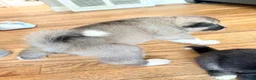 Akita dogs for sale: AKC American Akita Puppies 1500 - Ad 10