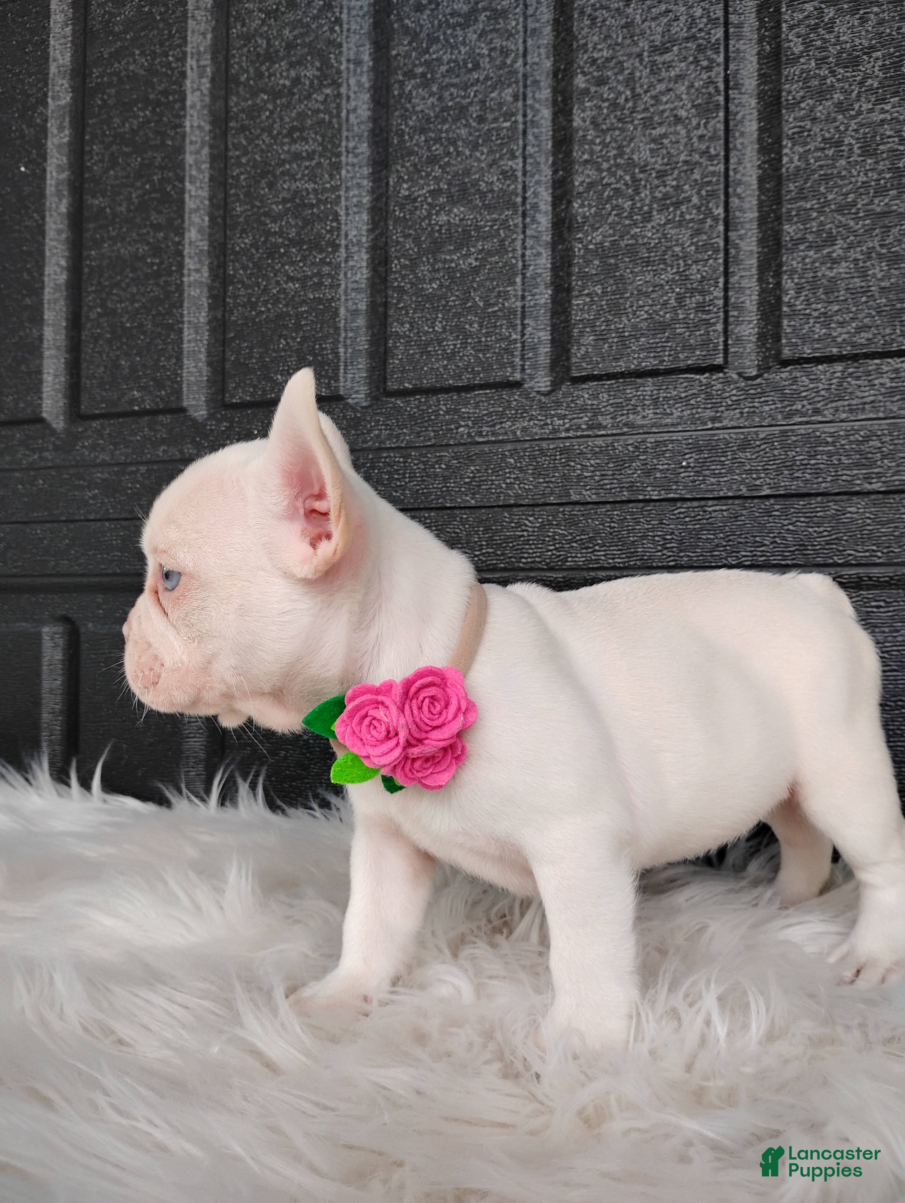 French Bulldog dogs Gigi  - Ad 2